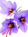 Saffron Crocus Bulbs - Long Lasting, Enhance Garden with Exquisite Flavor | Harvest Spice at Home - Low Maintenance & Easy to Grow - Autumn Bloomers (200 Pack)