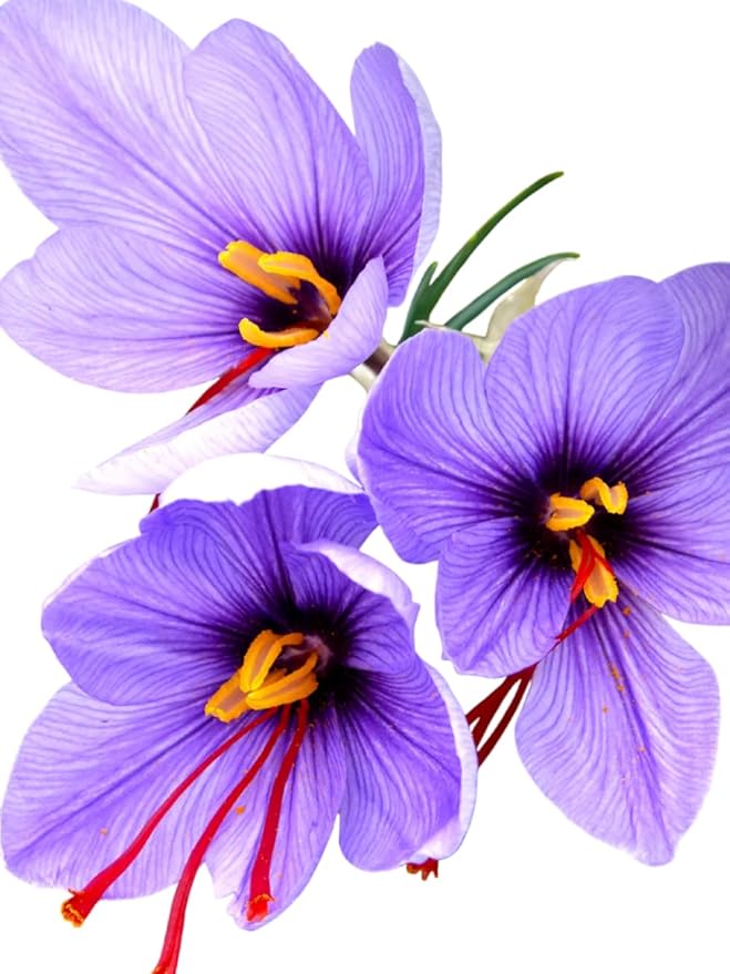 Saffron Crocus Bulbs Bulk - Long Lasting, Enhance Garden with Exquisite Flavor | Harvest Spice at Home - Low Maintenance & Easy to Grow (400 Pack)