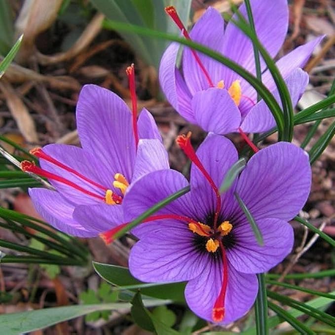 Saffron Crocus Bulbs Bulk - Long Lasting, Enhance Garden with Exquisite Flavor | Harvest Spice at Home - Low Maintenance & Easy to Grow (400 Pack)