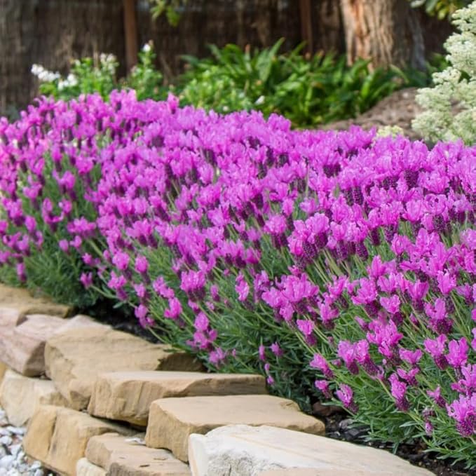 4 Spanish Lavender Plants Live Outdoor Indoor, Cold Hardy Fragrant Perennial Herb for Garden and Landscape, 4-8 Inch Tall