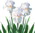 Easy to Grow Bearded Iris Eternal Bliss - 3 Plant Bulbs Rhizomes, White & Light Lavender Flowers in Spring to Fall, Full Sun Low Maintenance