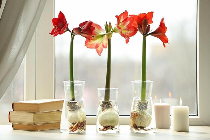 Waxed Red Amaryllis Bulb
