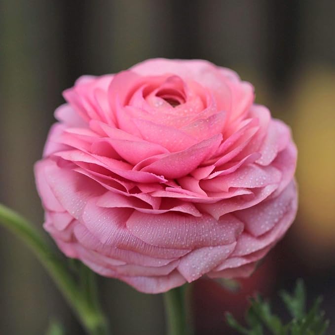 Easy to Grow Ranunculus Tecolote Tropical Sunset Collection - 30 Plant Bulbs, Orange Pink Gold Flowers in Spring, Full Sun Mediterranean