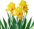 Easy to Grow Bearded Iris Eggnog - 3 Plant Bulbs Rhizomes, Golden Yellow Flowers in Spring to Fall, Full Sun Low Maintenance