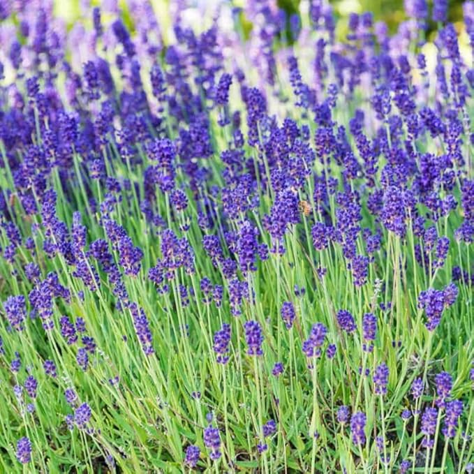 4 Phenomenal Lavender Plants Live Outdoor Indoor, Cold Hardy Fragrant Perennial Herb for Garden and Landscape, 4-8 Inch Tall