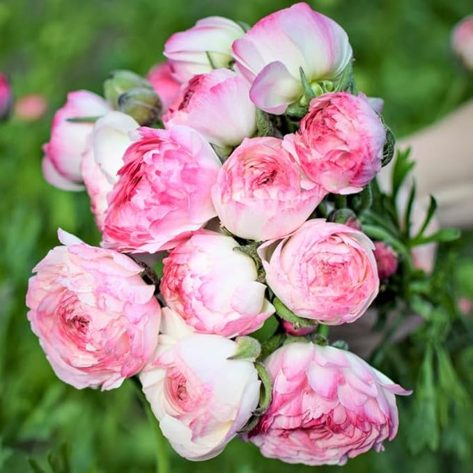 Pink Ranunculus Flowers Bulbs for Spring Planting, Perennial Flower Bulbs, Early Spring Flower to Plant Outside, Colorful Blooms Groundcover Bulbs, Top Size