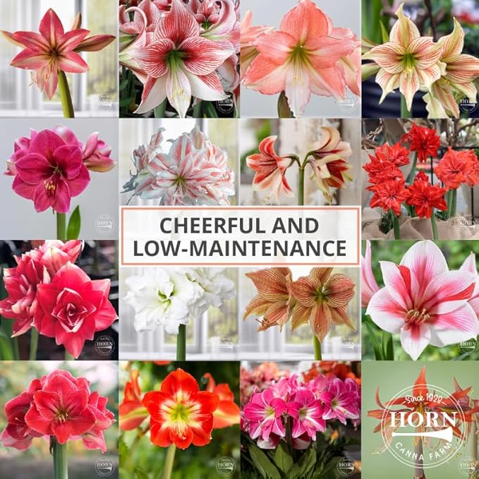 Merengue Spider Amaryllis Bulb by Horn Canna Farm | Exotic Indoor Flower Bulb for Winter Growing | Long Petaled Green Orange Bronze Blooms
