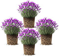 4 Spanish Lavender Plants Live Outdoor Indoor, Cold Hardy Fragrant Perennial Herb for Garden and Landscape, 4-8 Inch Tall