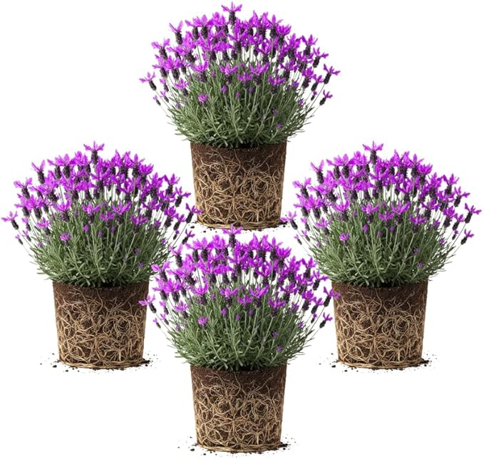 4 Spanish Lavender Plants Live Outdoor Indoor, Cold Hardy Fragrant Perennial Herb for Garden and Landscape, 4-8 Inch Tall