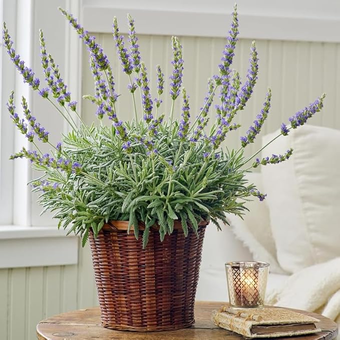 4 Blue Lavender Plants Live Outdoor Indoor, Cold Hardy Fragrant Perennial Herb for Garden and Landscape, 4-8 Inch Tall