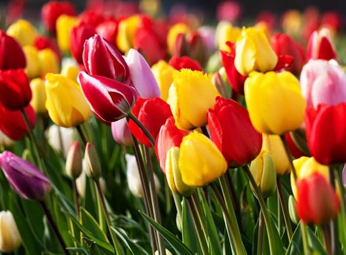 Triumph Tulip Bulbs for Fall Planting Mixed Perennial Hybrids Darwin Changing Colors Emperor Mixture Size 12+ (30, Emperor Mixture)