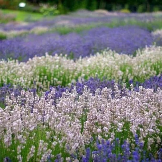 4 Mix Lavender Plants Live Outdoor Indoor, Cold Hardy Fragrant Perennial Herb for Garden and Landscape, 4-8 Inch Tall