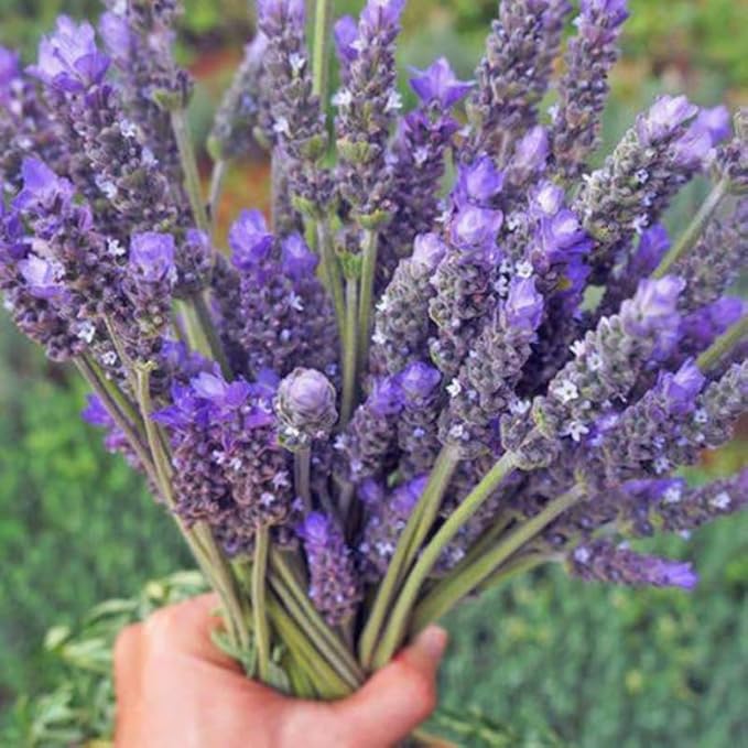 4 Blue Lavender Plants Live Outdoor Indoor, Cold Hardy Fragrant Perennial Herb for Garden and Landscape, 4-8 Inch Tall