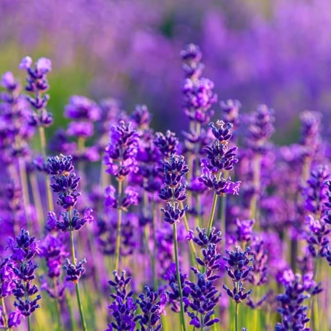 4 Phenomenal Lavender Plants Live Outdoor Indoor, Cold Hardy Fragrant Perennial Herb for Garden and Landscape, 4-8 Inch Tall