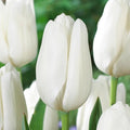 Garden State Bulb Darwin Hybrid Hakuun Tulip Flower Bulbs, 12/+ cm, Fall Planting (Bag of 50)