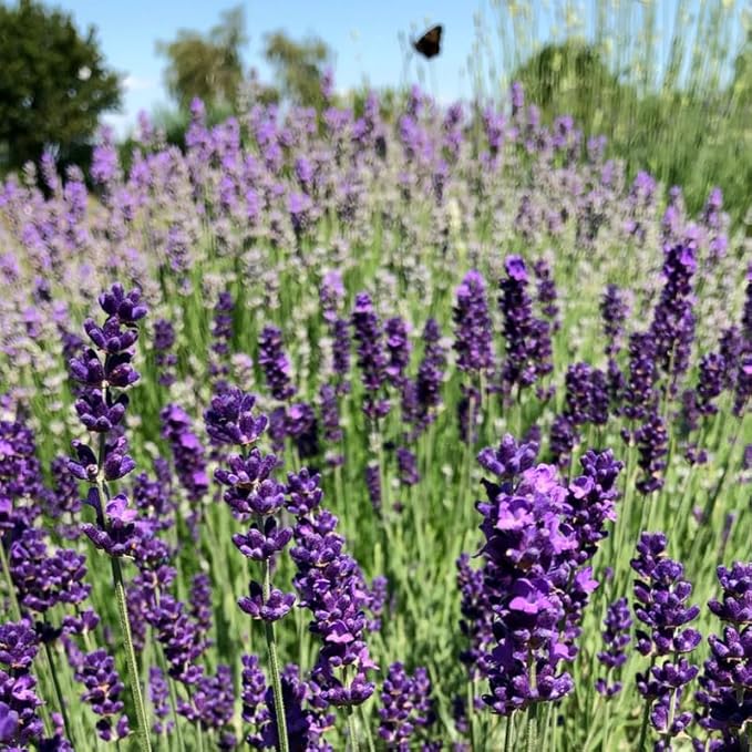 4 Mix Lavender Plants Live Outdoor Indoor, Cold Hardy Fragrant Perennial Herb for Garden and Landscape, 4-8 Inch Tall