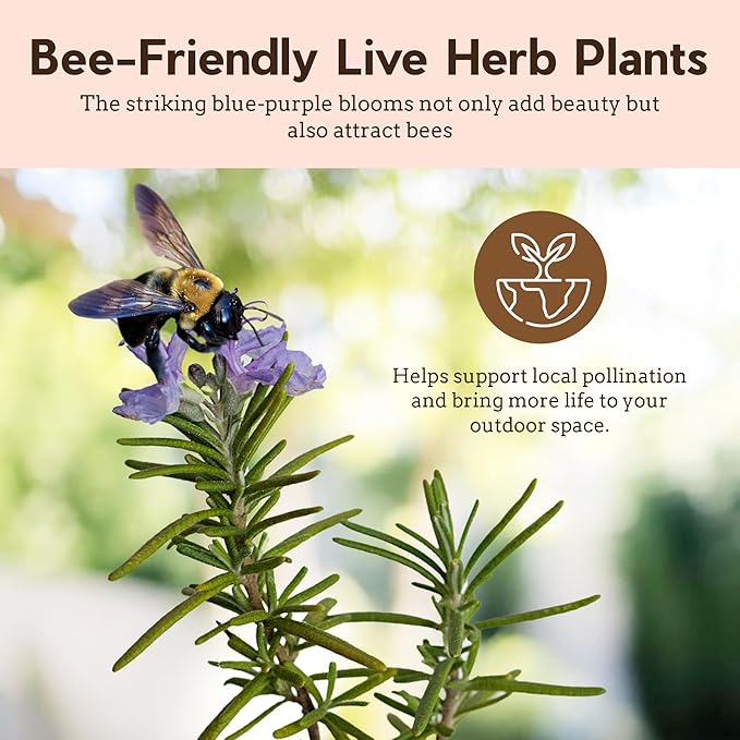 My Shelfie - Rosemary Plant Starter, Aromatic Rosemary Plants Live in 2-Inch Pot, Live Plants 2-3 Inch Tall, Blue-Purple Rosemary Herb Plants, Bee-Friendly, 5 Pieces, Green