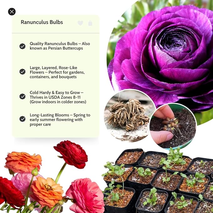 Purple Ranunculus Flowers Bulbs for Spring Planting, Perennial Flower Bulbs, Early Spring Flower to Plant Outside, Colorful Blooms Groundcover Bulbs, Top Size