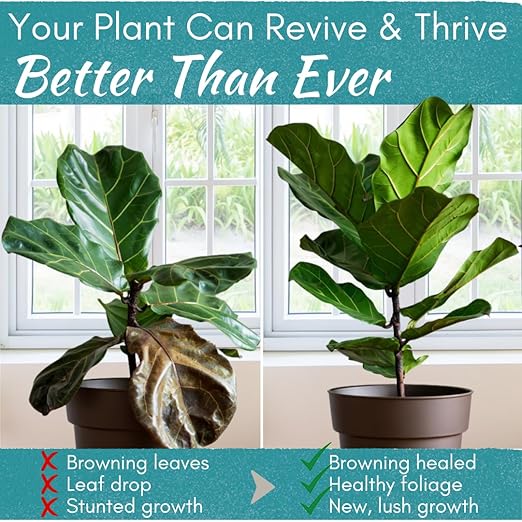 Root Rot Repair for Houseplants – Recovery Drops Root Supplement for Overwatering or Shock | Heals Roots, Prevents Brown Spots & Dropping Leaves (8 oz)