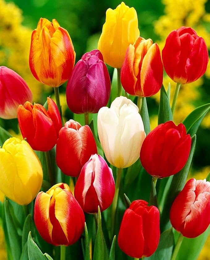 Triumph Tulip 100 Bulbs for Fall Planting Mixed Perennial Hybrids Darwin Changing Colors Emperor Mixture Size 12+ (Emperor Mixture)
