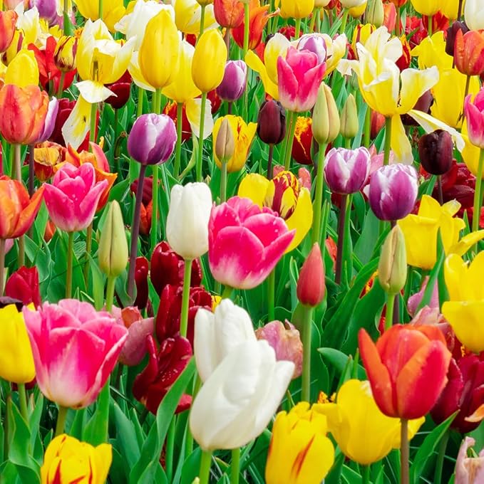 35 Mixed Tulip Bulbs – Assorted for Spring Color – Perfect for Beds, Borders & Containers – Bulk Pack of Flowers for Spring – Easy Fall Planting - Live Garden - Bulb Size 11/12cm - Willard & May