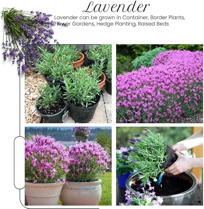 4 Spanish Lavender Plants Live Outdoor Indoor, Cold Hardy Fragrant Perennial Herb for Garden and Landscape, 4-8 Inch Tall