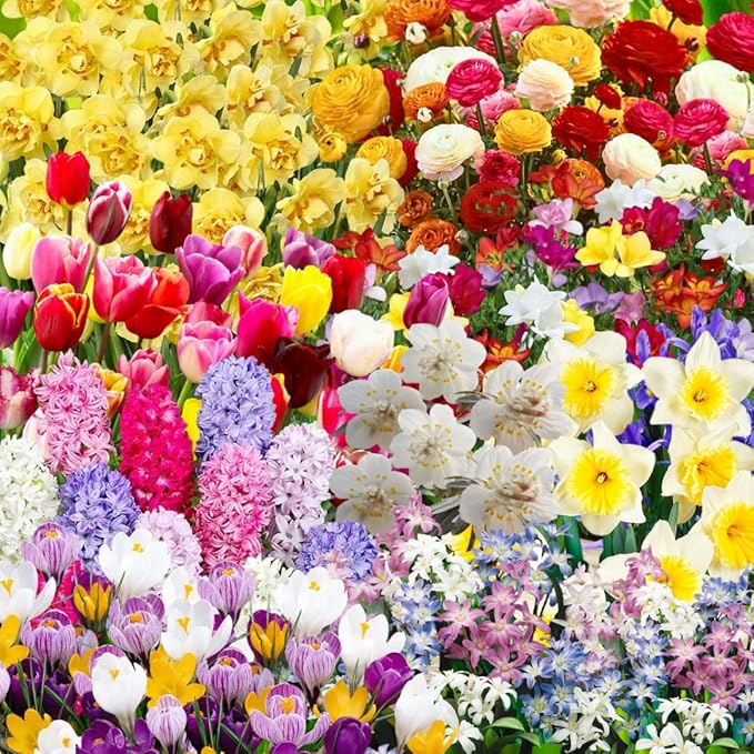 Pack 50 Multicolor Flower Bulbs for Fall Planting, Top-Size Bulbs, Mix Flower Bulbs for Planting, Bloom All Spring and Summer, Variety of Colors