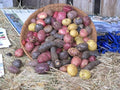 Certified Seed Potato Mix, 5 lbs Whole Potatoes Non GMO, Red Pontiac Golden Yukons Purple Majesty, American Grown