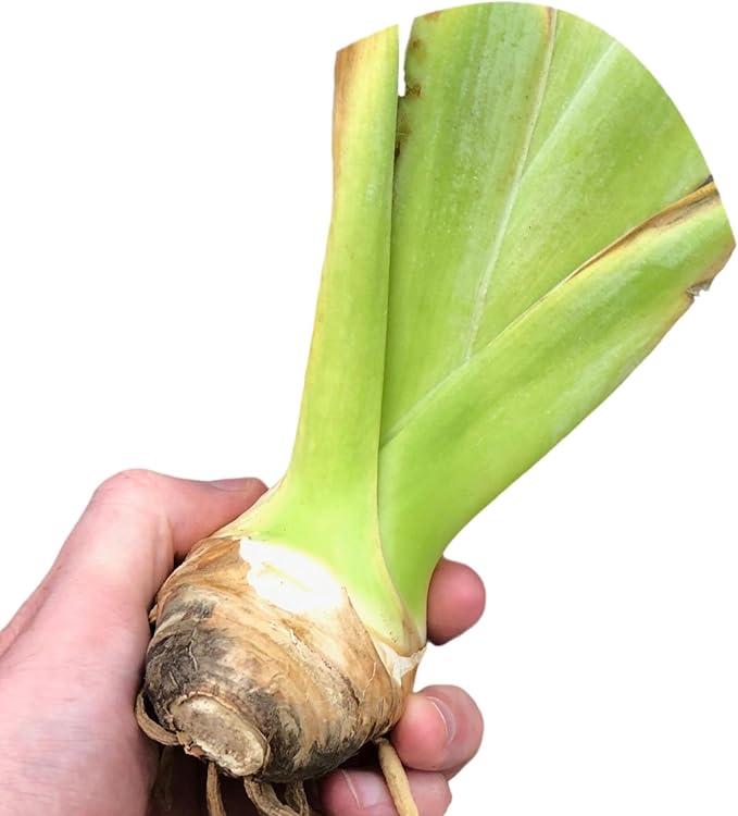 Easy to Grow Bearded Iris Invitation - 9 Plant Bulbs Rhizomes, Orange & White Flowers in Spring to Fall, Full Sun Low Maintenance