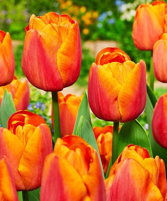 Mix Triumph Tulips 10 Bulbs for Fall Planting Colorful Flower Tulipa Darwin Hybrid Changing Colors Mixture Size 12+ 4 Varieties to Choose (Apeldoorn's Elite, 10, Mix Color)