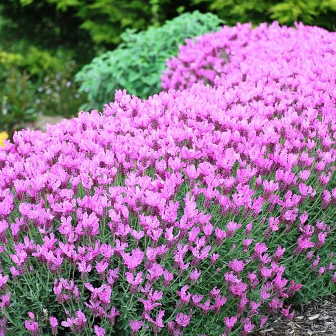4 Spanish Lavender Plants Live Outdoor Indoor, Cold Hardy Fragrant Perennial Herb for Garden and Landscape, 4-8 Inch Tall