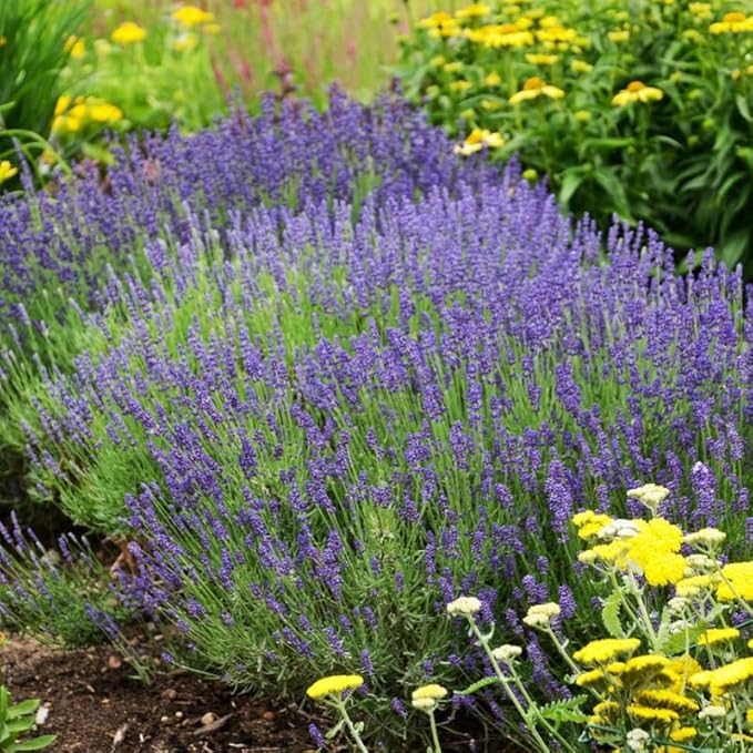 4 Phenomenal Lavender Plants Live Outdoor Indoor, Cold Hardy Fragrant Perennial Herb for Garden and Landscape, 4-8 Inch Tall