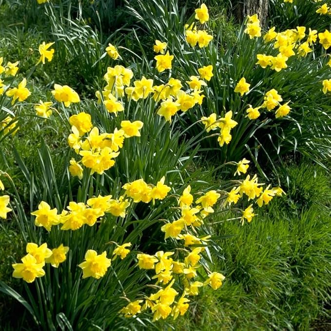 Carlton Daffodil Flower Bulbs - 10 Bulbs per Pack - Pleasantly Scented - Deer Resistant - Good as Cut Flowers - Good for Indoor Forcing - Grows Well in Containers - Perennializing