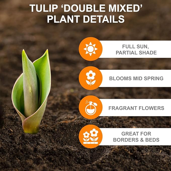Garden State Bulb Double Dutch Mixed Tulip Flower Bulbs, 12/+ cm, Fall Planting (Bag of 25)
