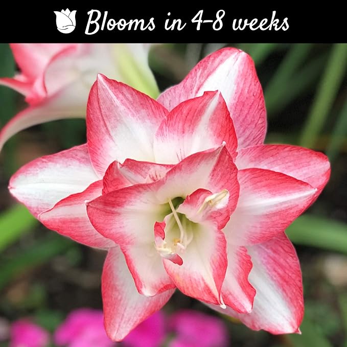 Easy to Grow Amaryllis Blossom Peacock 1 Plant Bulb - Pink & White Star Double-Flowering Blooms for Holiday Indoor & Outdoor Zones 9-11