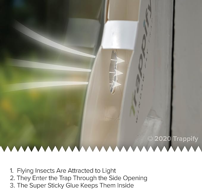 Trappify Fly Trap Indoor: Window Fly Traps for Home | Fruit Fly Traps for Indoors, Gnat Traps for House Indoor | Disposable Fly Trap with Sticky Adhesive Strips | Inside Bug Catchers (12 Pack)