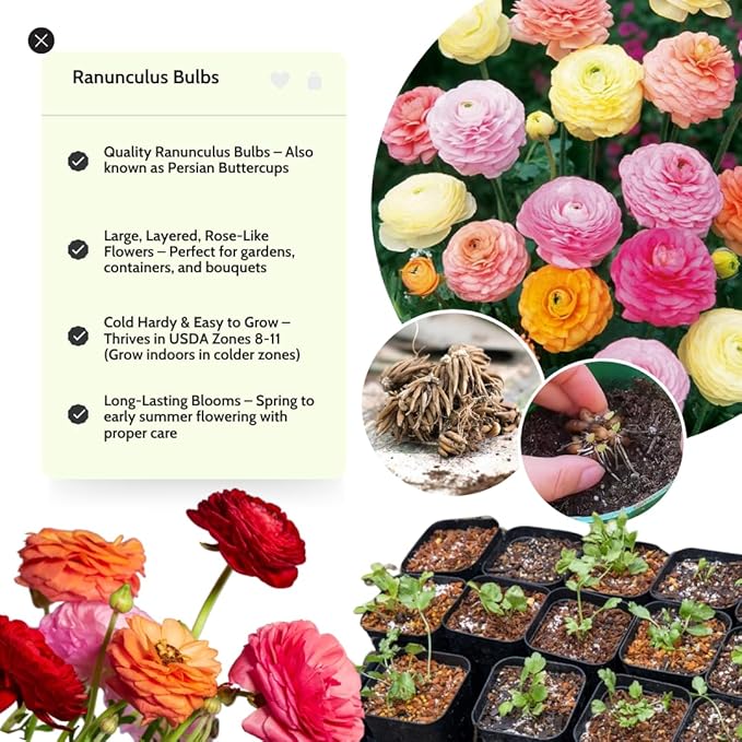 Mixed Ranunculus Flowers Bulbs for Spring Planting, Perennial Flower Bulbs, Early Spring Flower to Plant Outside, Colorful Blooms Groundcover Bulbs, Top Size