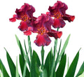 Easy to Grow Bearded Iris Bernice's Legacy - 3 Plant Bulbs Rhizomes, Crimson Purple Flowers in Spring to Fall, Full Sun Low Maintenance