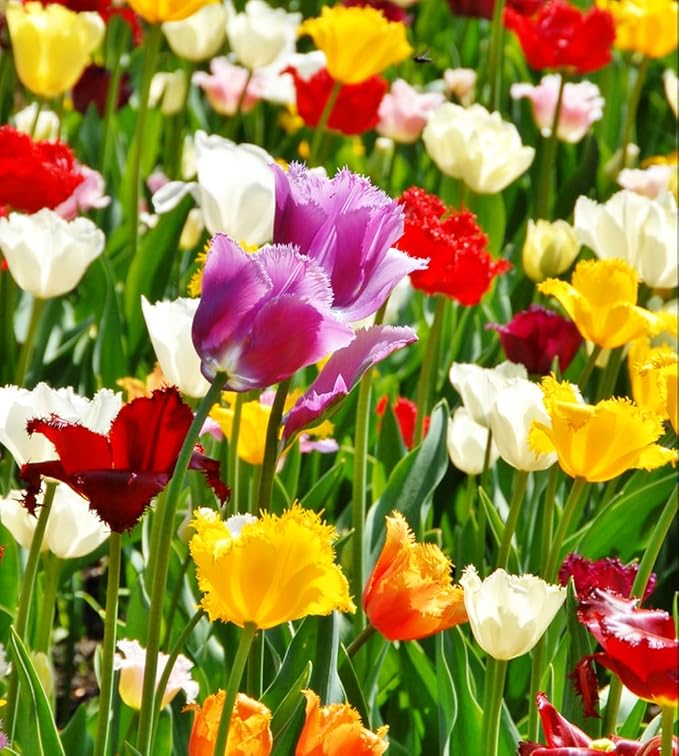 Mix Triumph Tulips 10 Bulbs for Fall Planting Colorful Flower Tulipa Darwin Hybrid Changing Colors Mixture Size 12+ 4 Varieties to Choose (Fringed Mixture, 10, Mix Color)