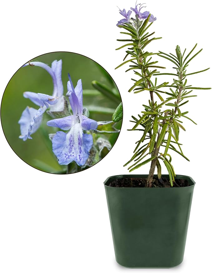 My Shelfie - Rosemary Plant Starter, Aromatic Rosemary Plants Live in 2-Inch Pot, Live Plants 2-3 Inch Tall, Blue-Purple Rosemary Herb Plants, Bee-Friendly, 5 Pieces, Green