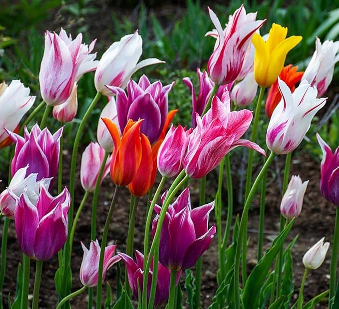 Mix Triumph Tulips 10 Bulbs for Fall Planting Colorful Flower Tulipa Darwin Hybrid Changing Colors Mixture Size 12+ 4 Varieties to Choose (Lily Flowering Mixture, 10, Mix Color)