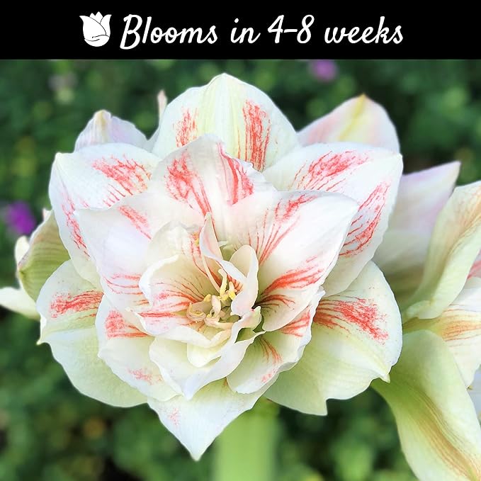 Easy to Grow Amaryllis 'Nymph' Plant Bulb (1 Pack) - Pink and White Double Flowering Blooms for Indoors & Outdoor Gardens