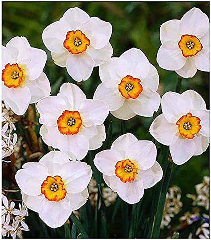 5 Jetfire Narcissus Bulbs - Top Size Daffodil Bulbs