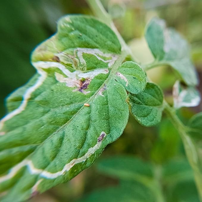 HEDO Delta Pheromone Trap with Tuta Lure for Tomato Leaf Miner(Tuta absoluta) to Control Damage in Tomato Pack of 10