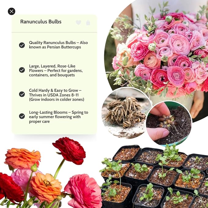 Pink Ranunculus Flowers Bulbs for Spring Planting, Perennial Flower Bulbs, Early Spring Flower to Plant Outside, Colorful Blooms Groundcover Bulbs, Top Size