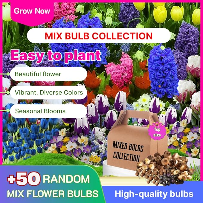 50 Mixed Flowers Bulbs for Fall Planting, Early Spring Bloom, 50 Days Colorful Blooms, Top Size Bulb, Easy Care, 5 Random Varieties for Groundcover