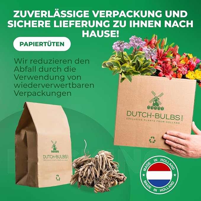 Dutch Bulbs Ranunculus Multicolored Collection (50 Pieces), Buttercup Mix in 5 Colors, Hardy Ranunculus Bulbs from The Netherlands, Real Bulbs/Plants (Without Seeds and not Artificial)