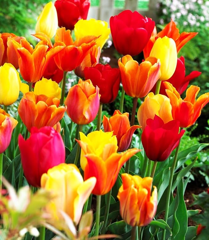 Mix Triumph Tulips 10 Bulbs for Fall Planting Colorful Flower Tulipa Darwin Hybrid Changing Colors Mixture Size 12+ 4 Varieties to Choose (Apeldoorn Mixture, 10, Mix Color)
