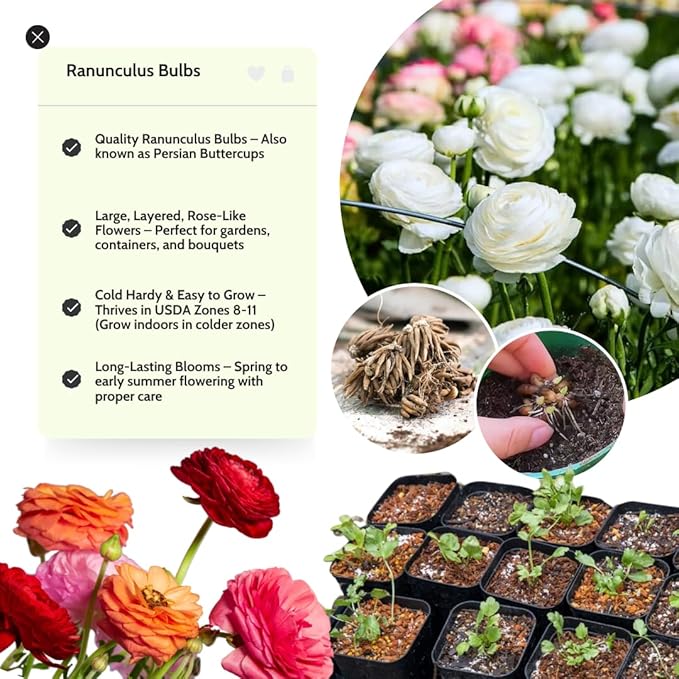 White Ranunculus Flowers Bulbs for Spring Planting, Perennial Flower Bulbs, Early Spring Flower to Plant Outside, Colorful Blooms Groundcover Bulbs, Top Size