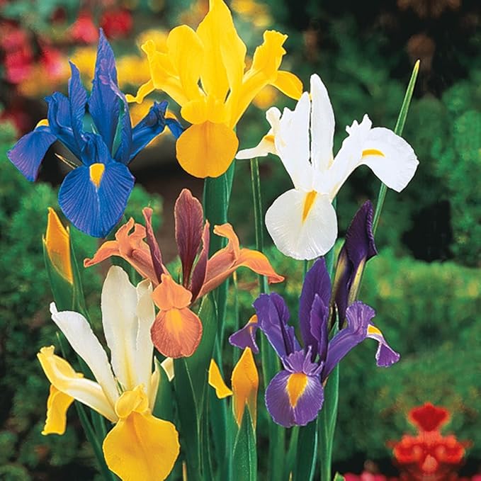 BRECK'S - Dutch Iris Spring Flowering Dormant Bulb Mixture - 25 Bulbs per Offer